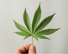 Cannabis thérapeutique, bilan