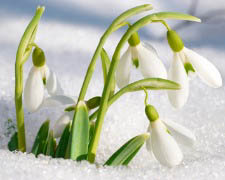Préparer le printemps !